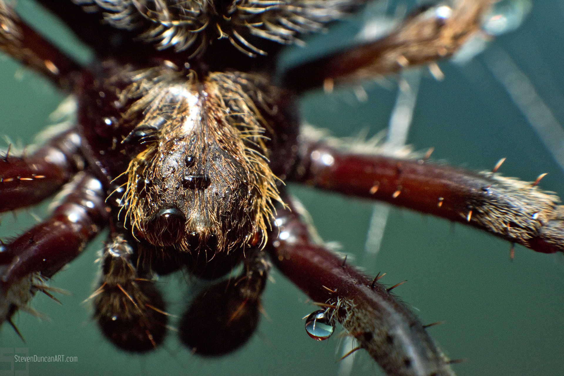 Garden Orb Weaver Spider Garden Orb Weaver Spider