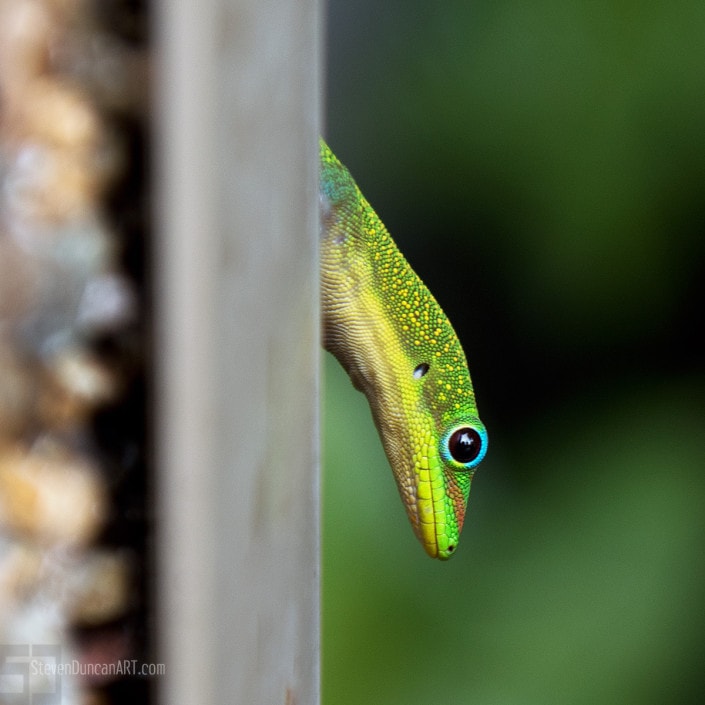 Hawaiian gold dust day gecko Hawaiian gold dust day gecko