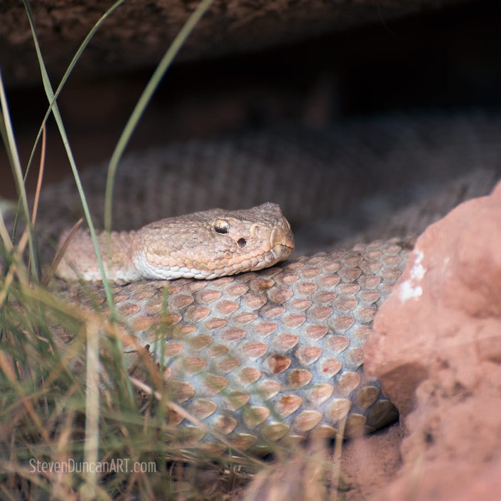 arizona diamond rattlesnake arizona diamond rattlesnake